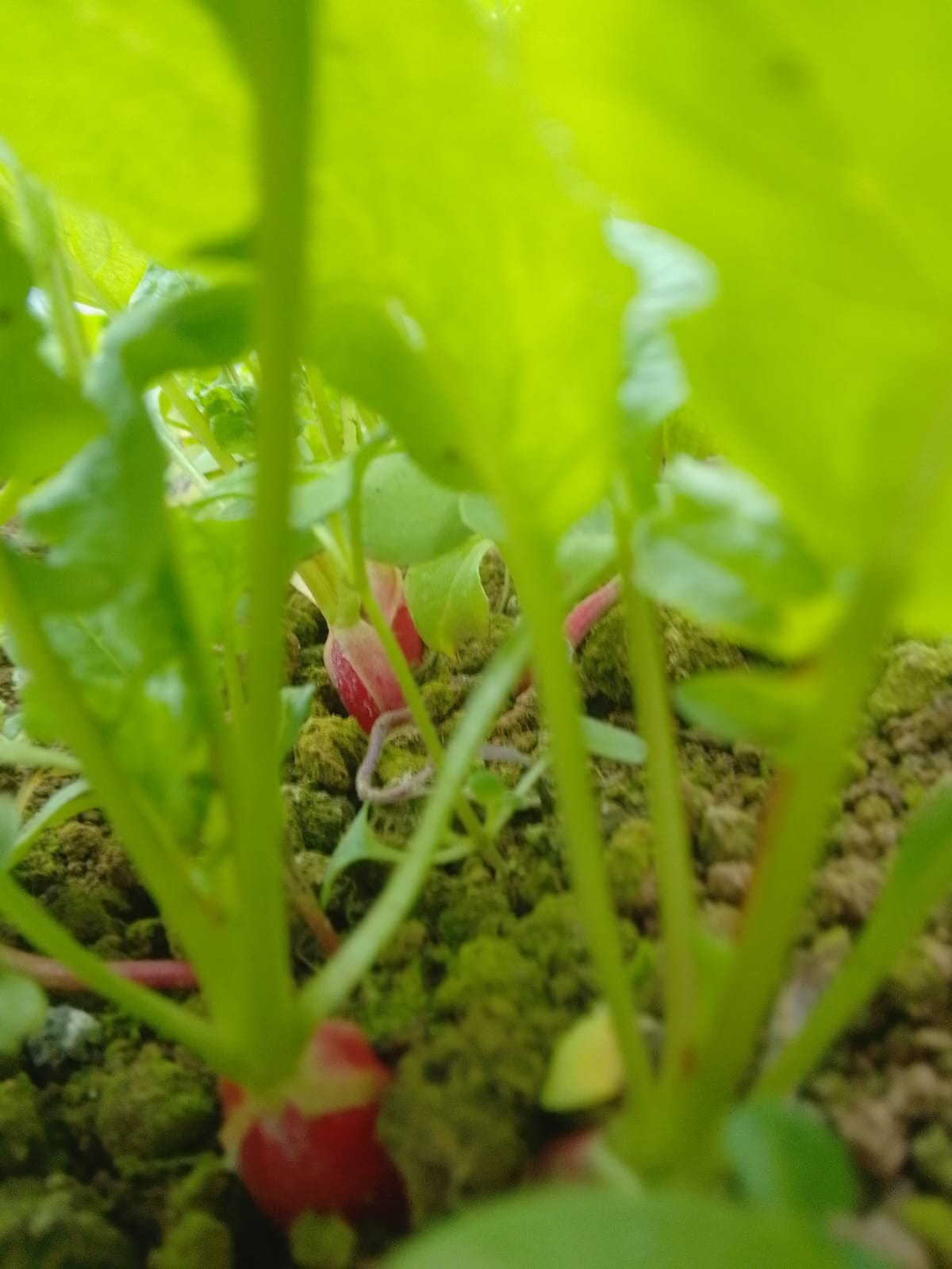 Radis rose