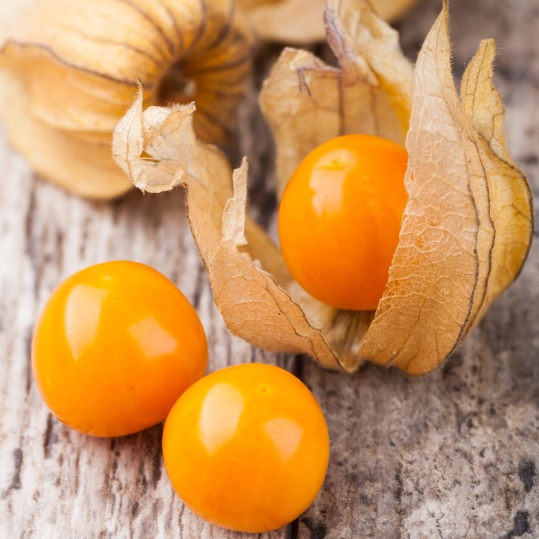 Physalis Coqueret du Pérou en godet 8 cm