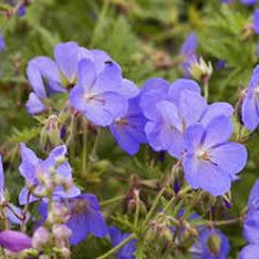 Géranium vivace - Geranium x johnsonii "Johnson's Blue"