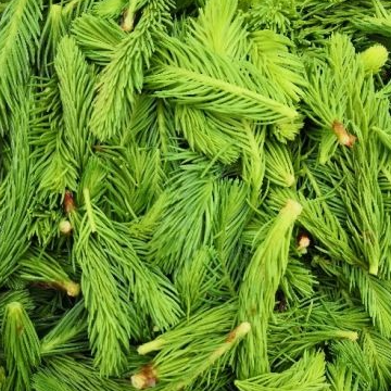 Bourgeons d'épicéa (par 20)