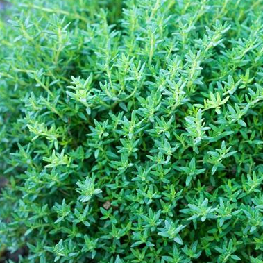Plant - Aromatique / Thym