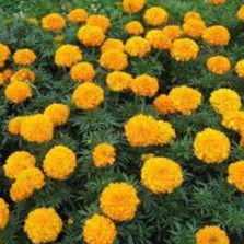 Rose d'inde en godet 8 cm