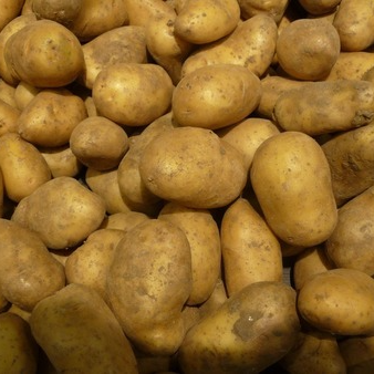 Pomme de terre à chair fondante