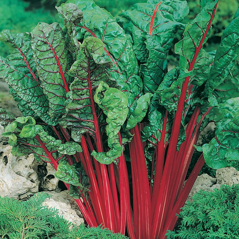 Blette verte à cardes rouges&nbsp;'Rhubarb chard' en godet 8 cm