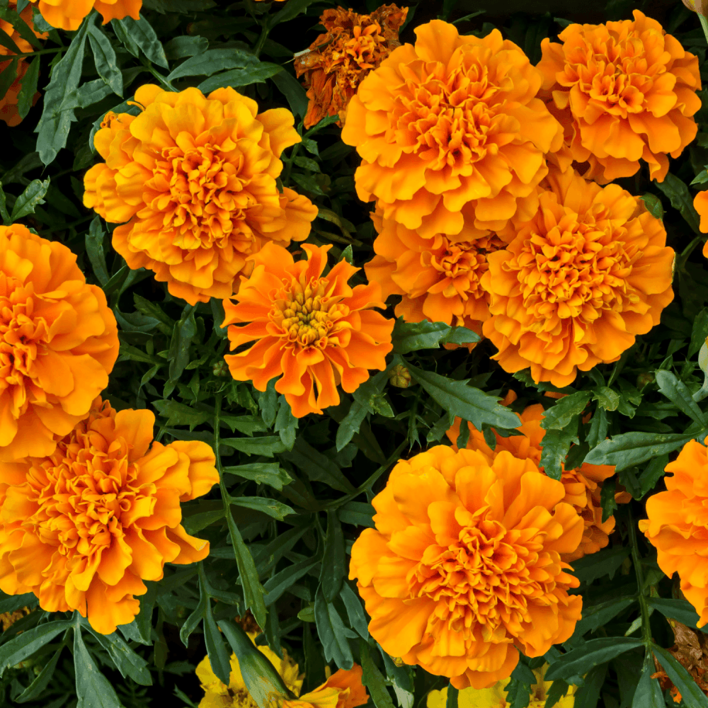 Fleurs d'Œillet d'inde orange (par 12)