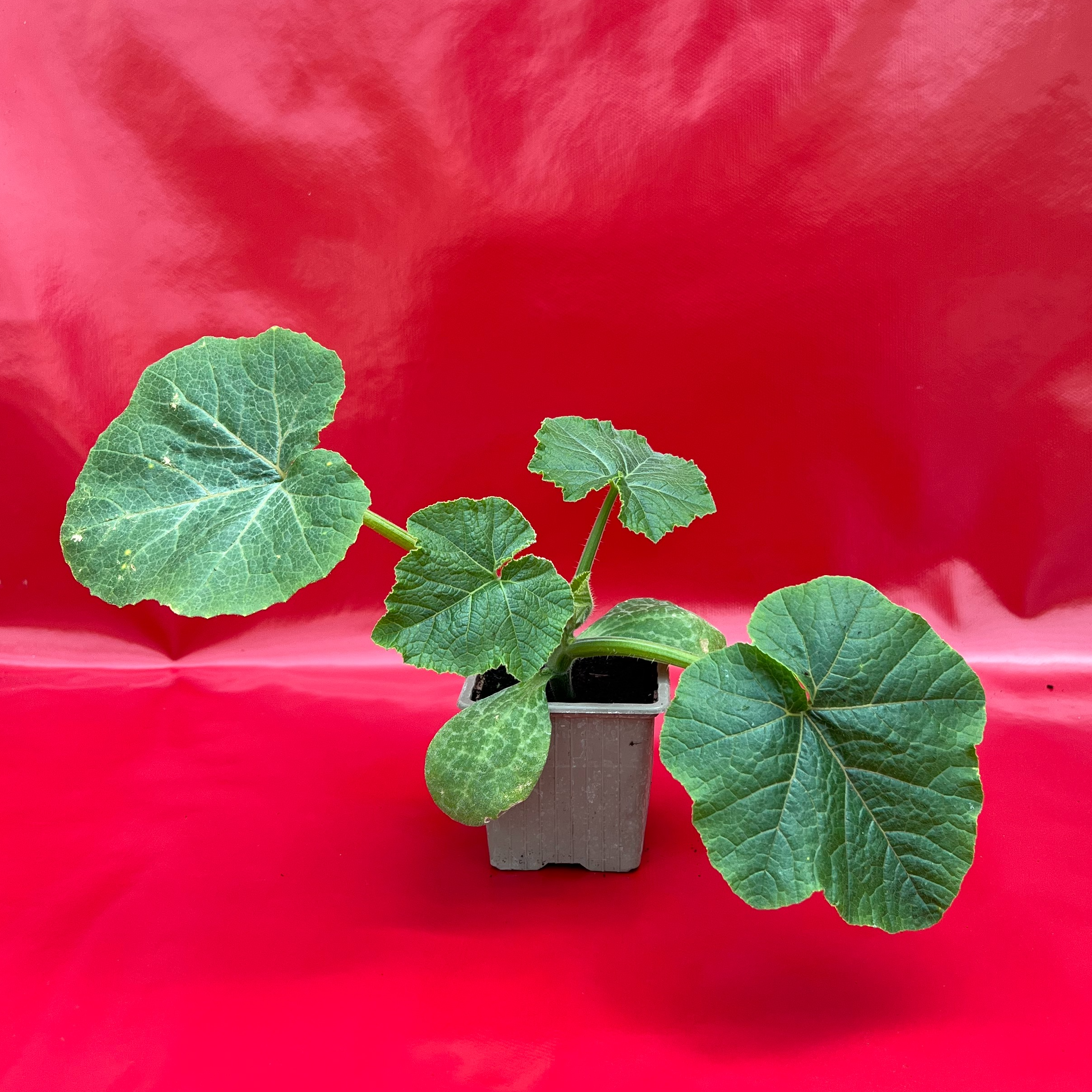 Plant Musquée De Provence - 150g