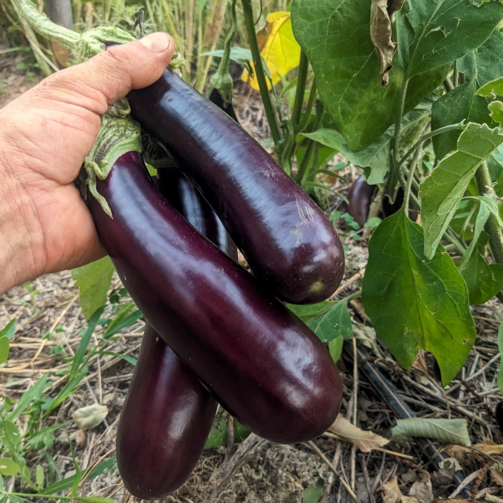 violette de toulouse