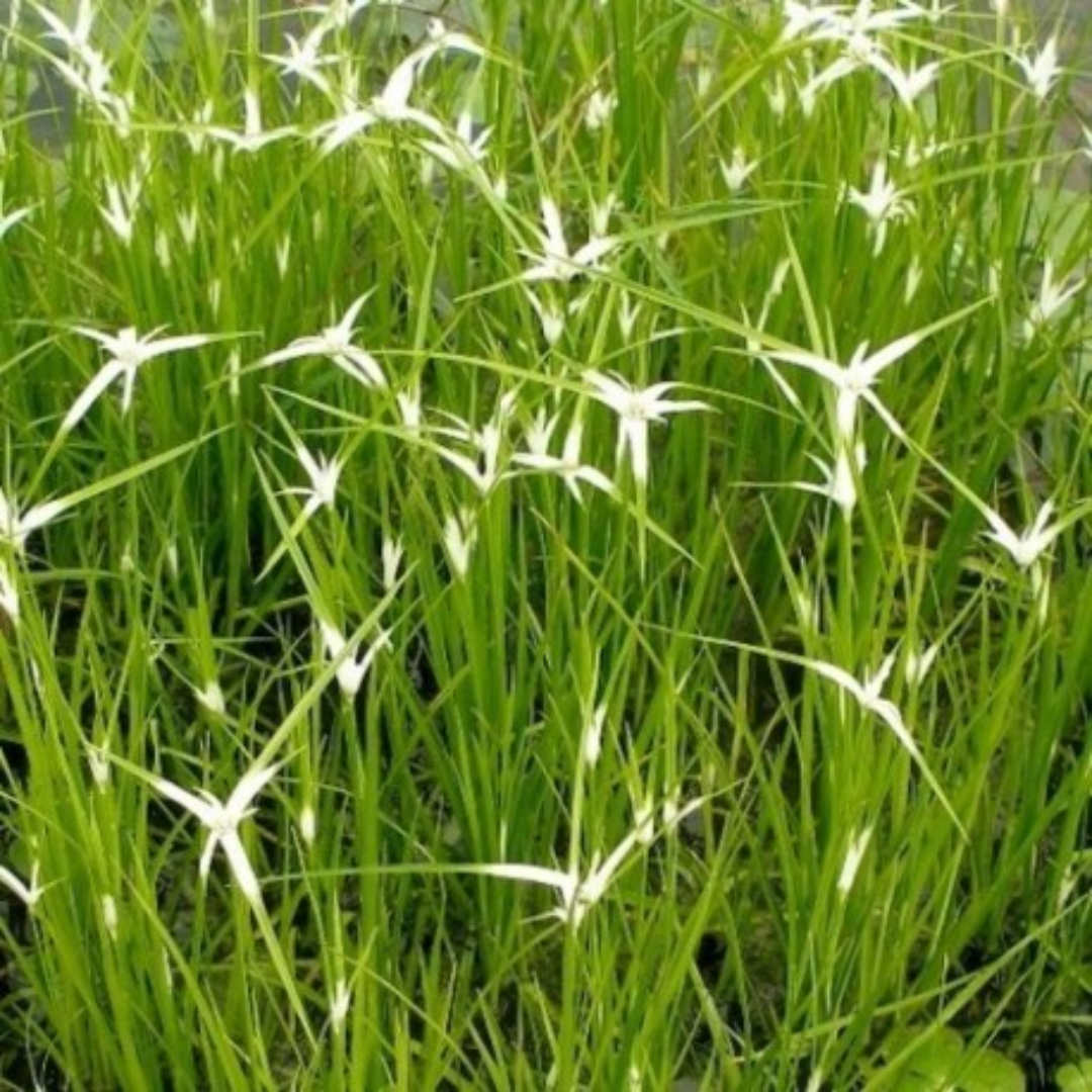 Rhynchosporum colorata