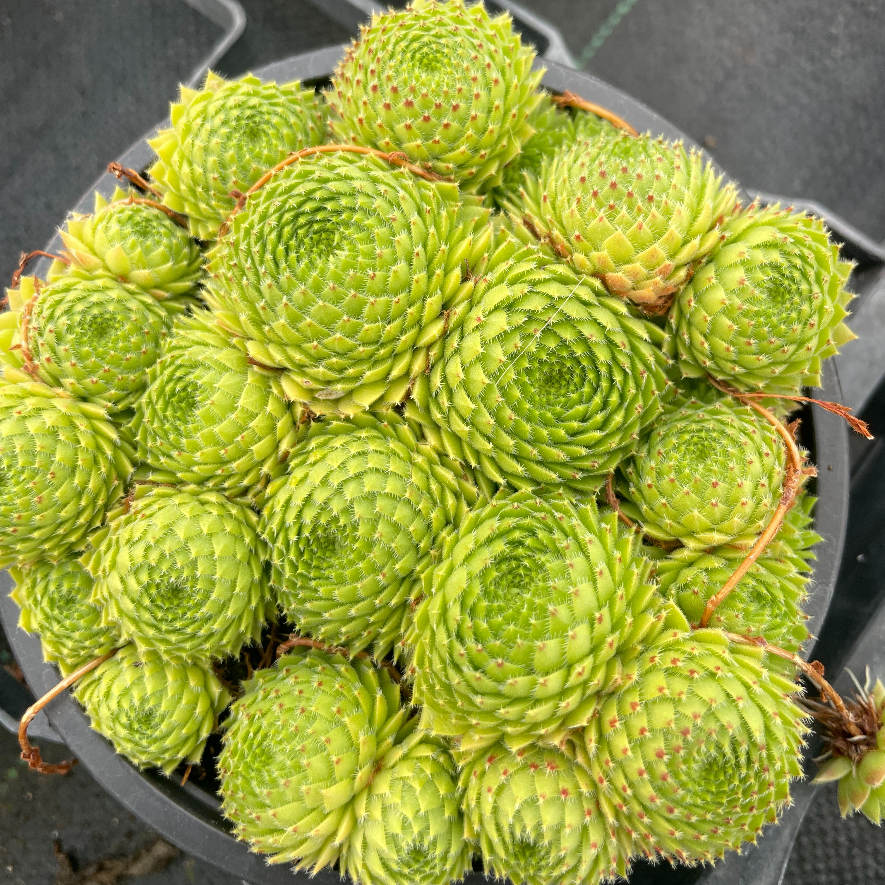 Sempervivum octopodes var. apetalum