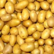 1k de pdt valery rouge ou maiween blanche vrac bio ab 66