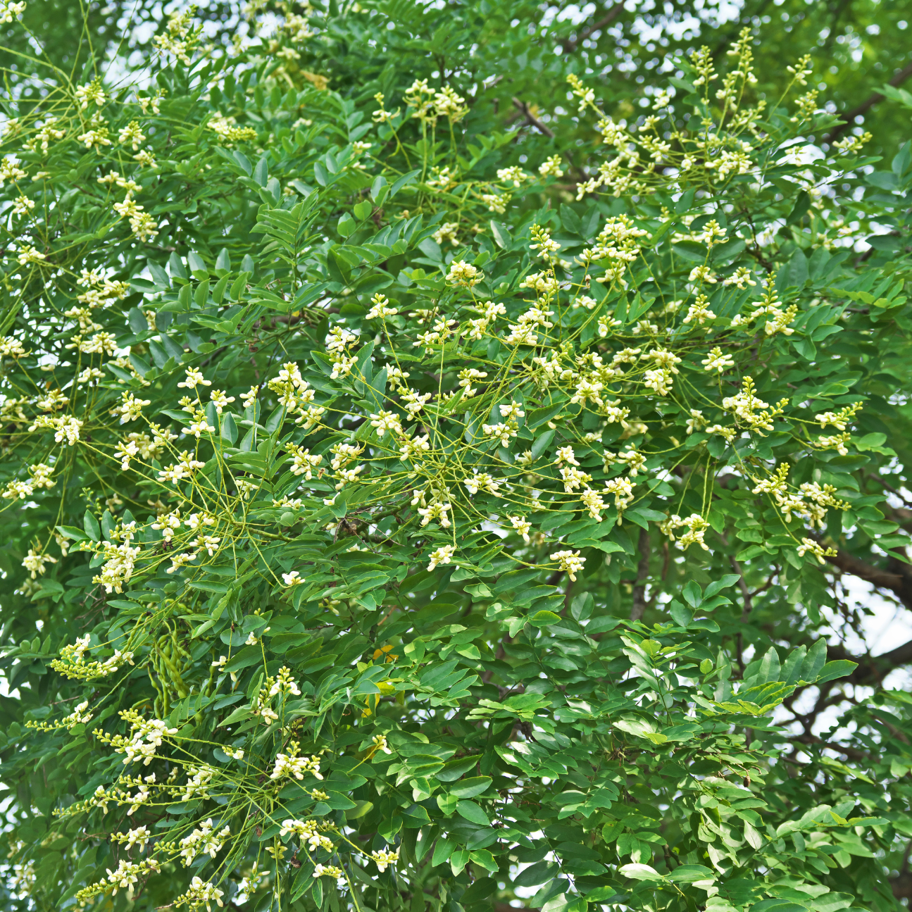 Sophora, Arbre des pagodes