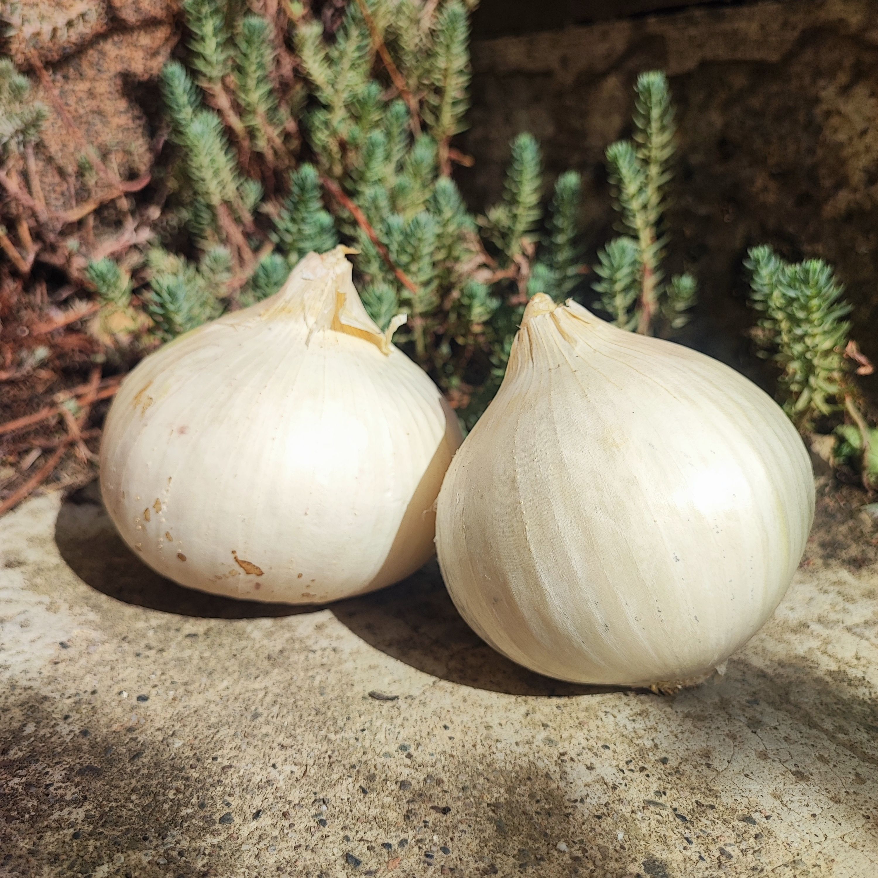 Oignons blancs