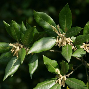 Chêne vert Ballote - pot 2,5L