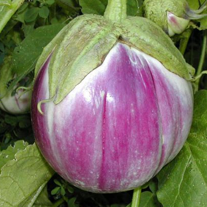 Plant - Aubergine Rosa bianca