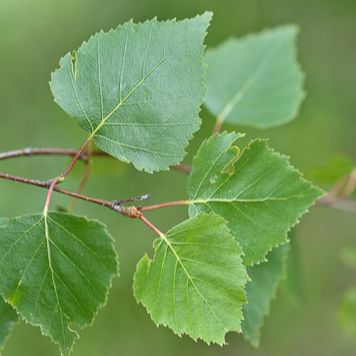 Bouleau verruqueux - Betula pendula