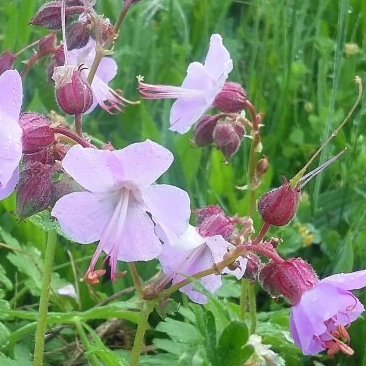 Geranium macrorrhizum ‘Ingwersen’