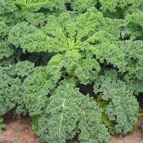 chou kale halbhoker