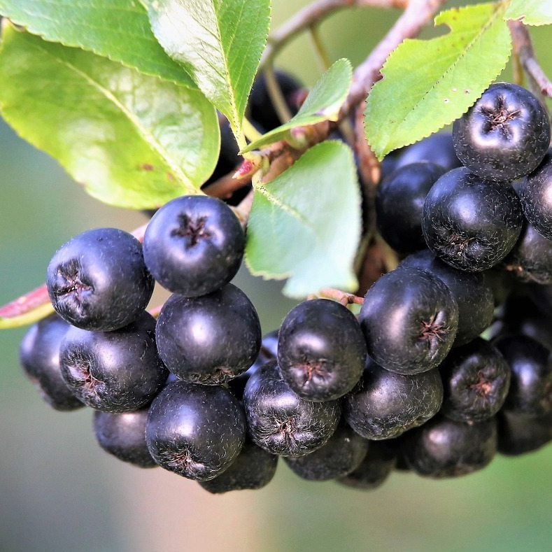 Aronia prunifolia - Aronia - Pot 40/60