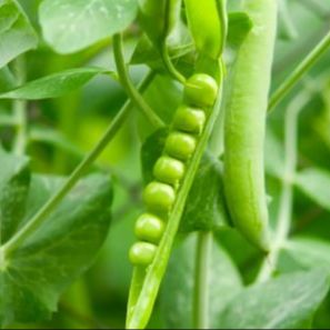Petit Pois