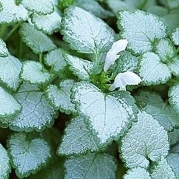 Lamium maculatum ‘White Nancy’