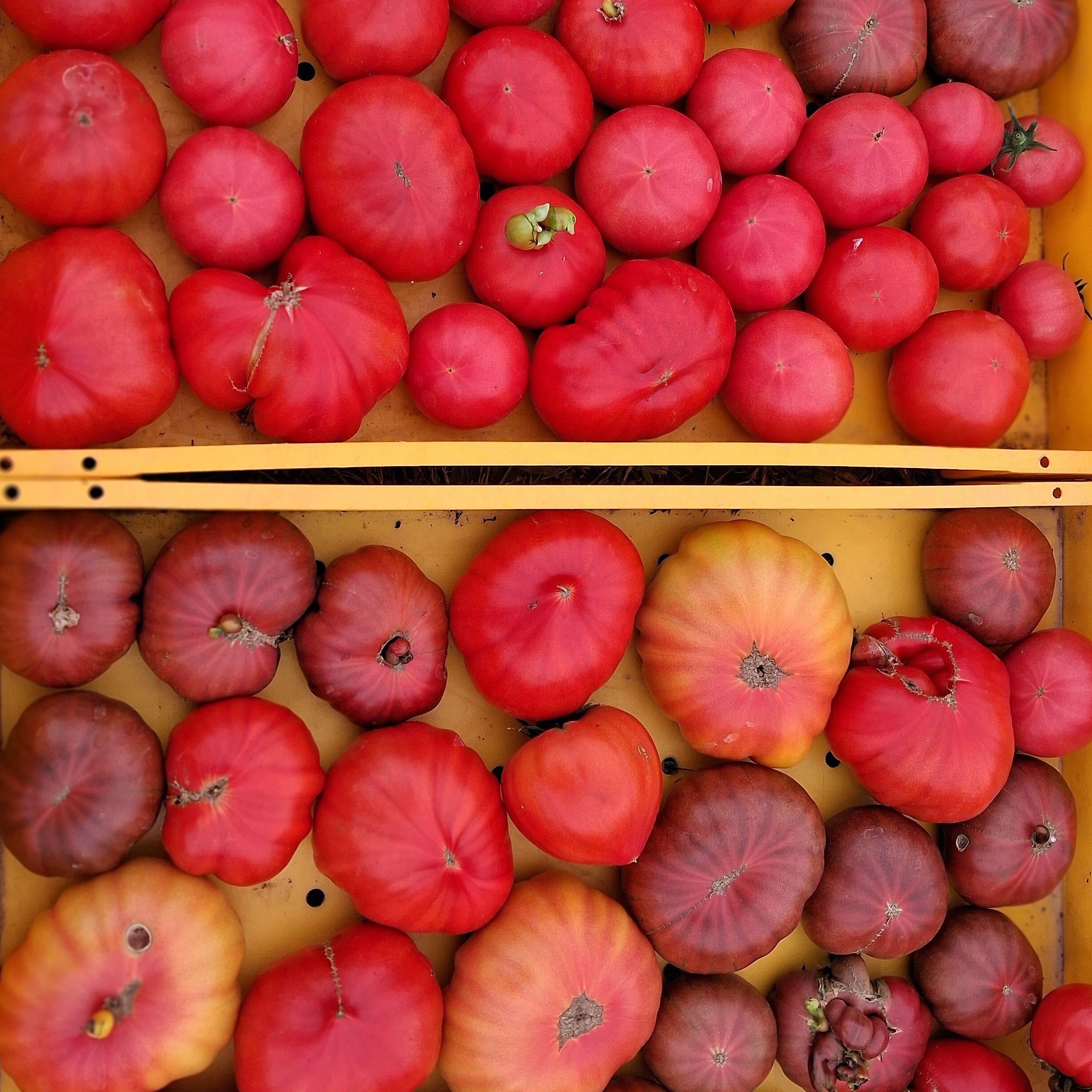 Tomates anciennes et rondes