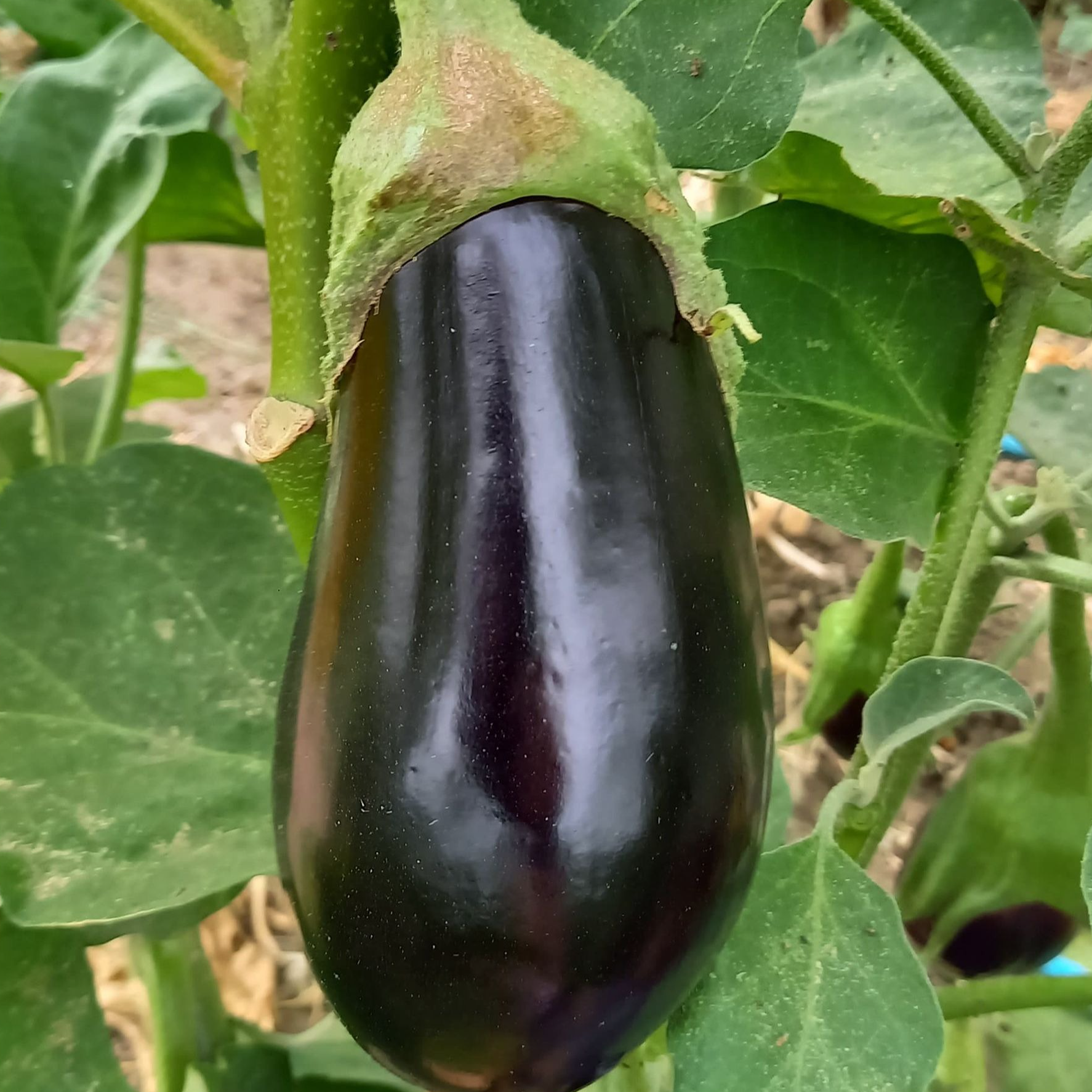 Aubergines 1 kg