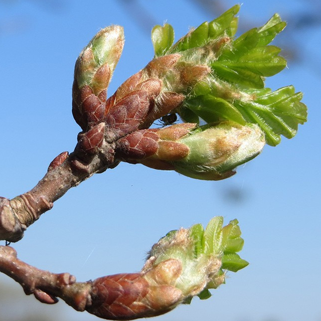 Extrait de bourgeons de chêne - 50ml