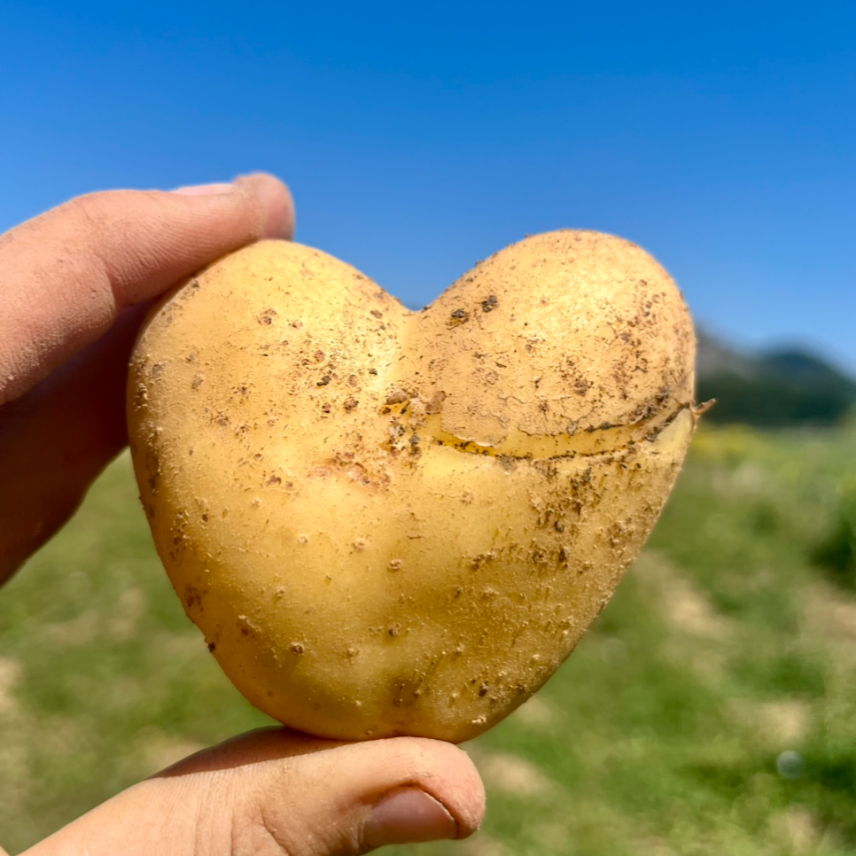 Pommes De Terre polyvalente