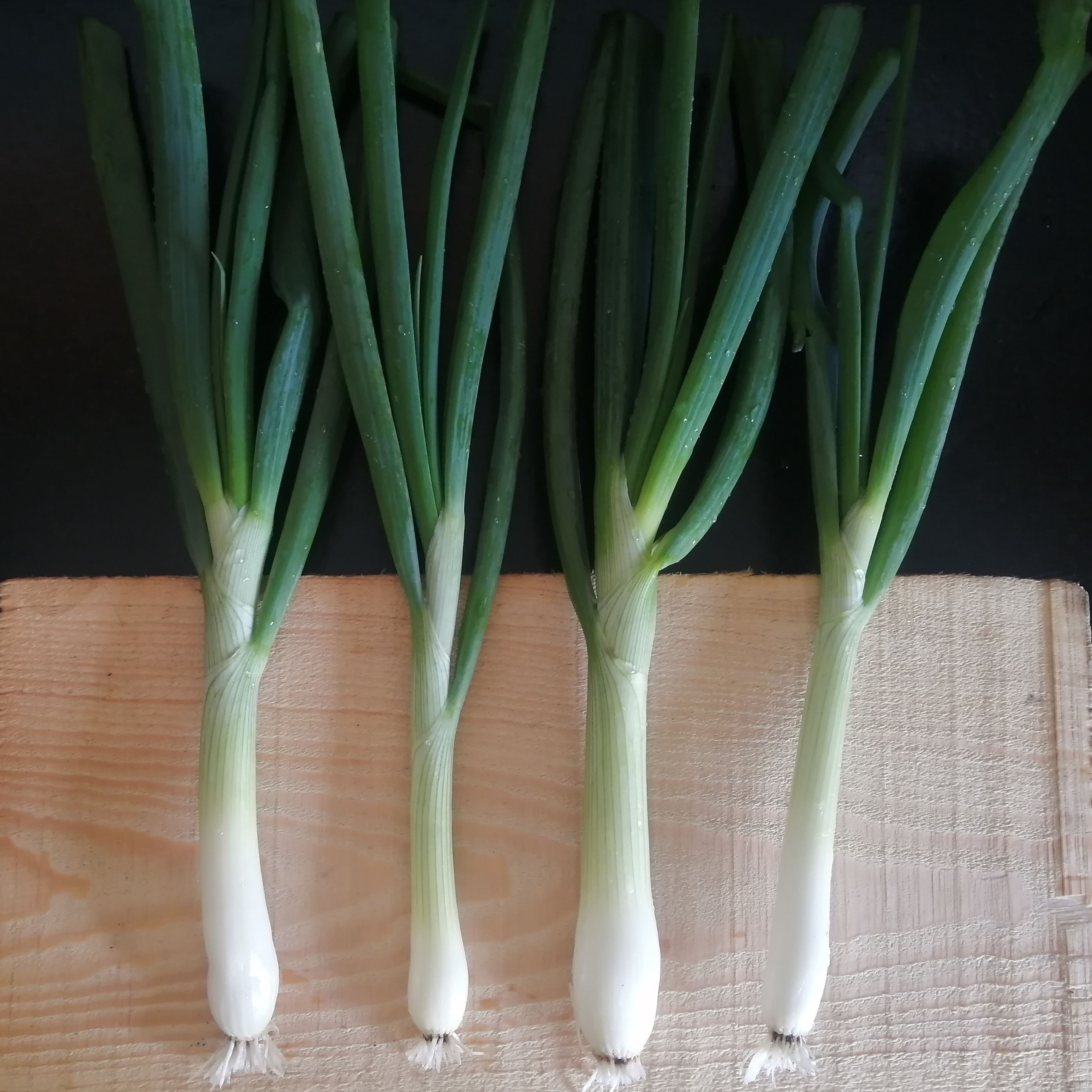 Oignons nouveaux - 250g