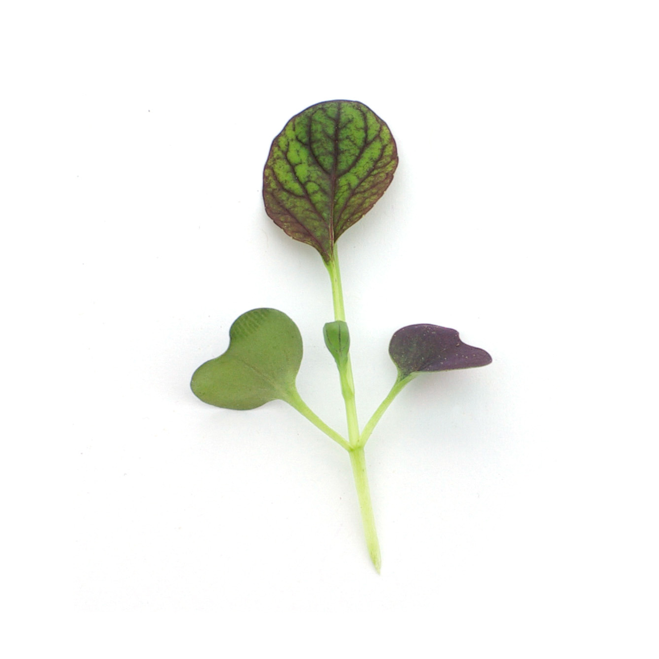 Micropousses - Pak choi