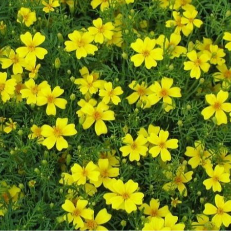 Fleurs de mini Tagètes Citron (par 25)