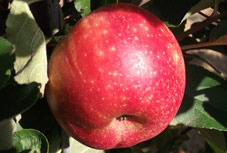 Pommier - Malus domestica "Elstar"