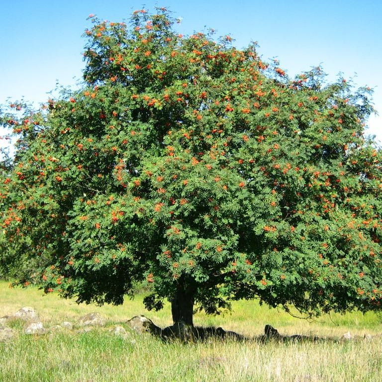 Sorbier des oiseleurs (Sorbus aucuparia)