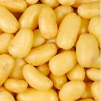 Pomme de Terre AGATA nouvelle BIO