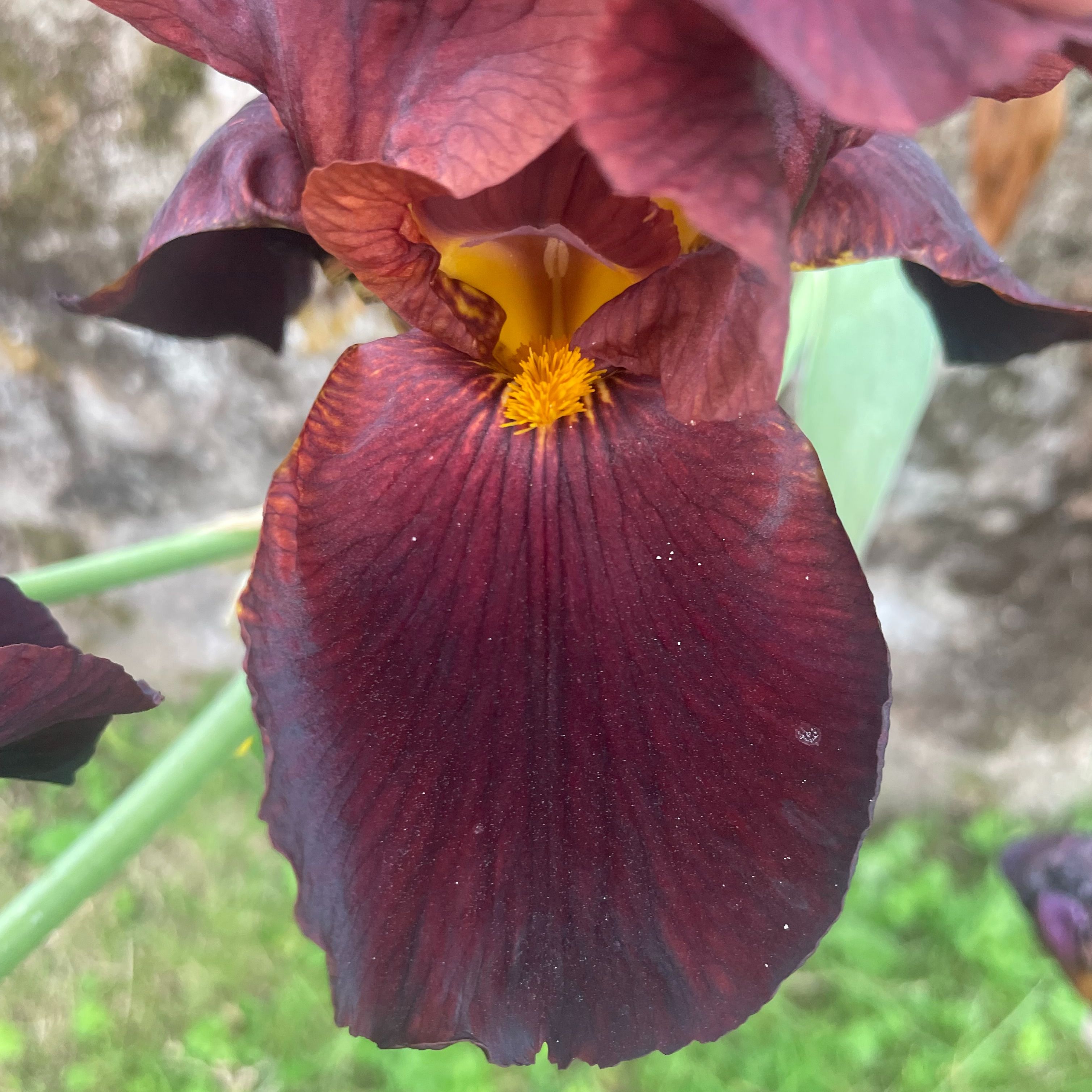 Iris germanica 'Caliente'