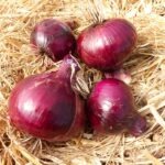 Oignons rouges