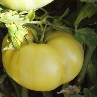 Plant de Tomate - White Queen