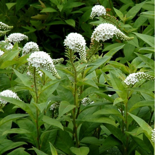 Lysimaque de Chine en pot 2 litres
