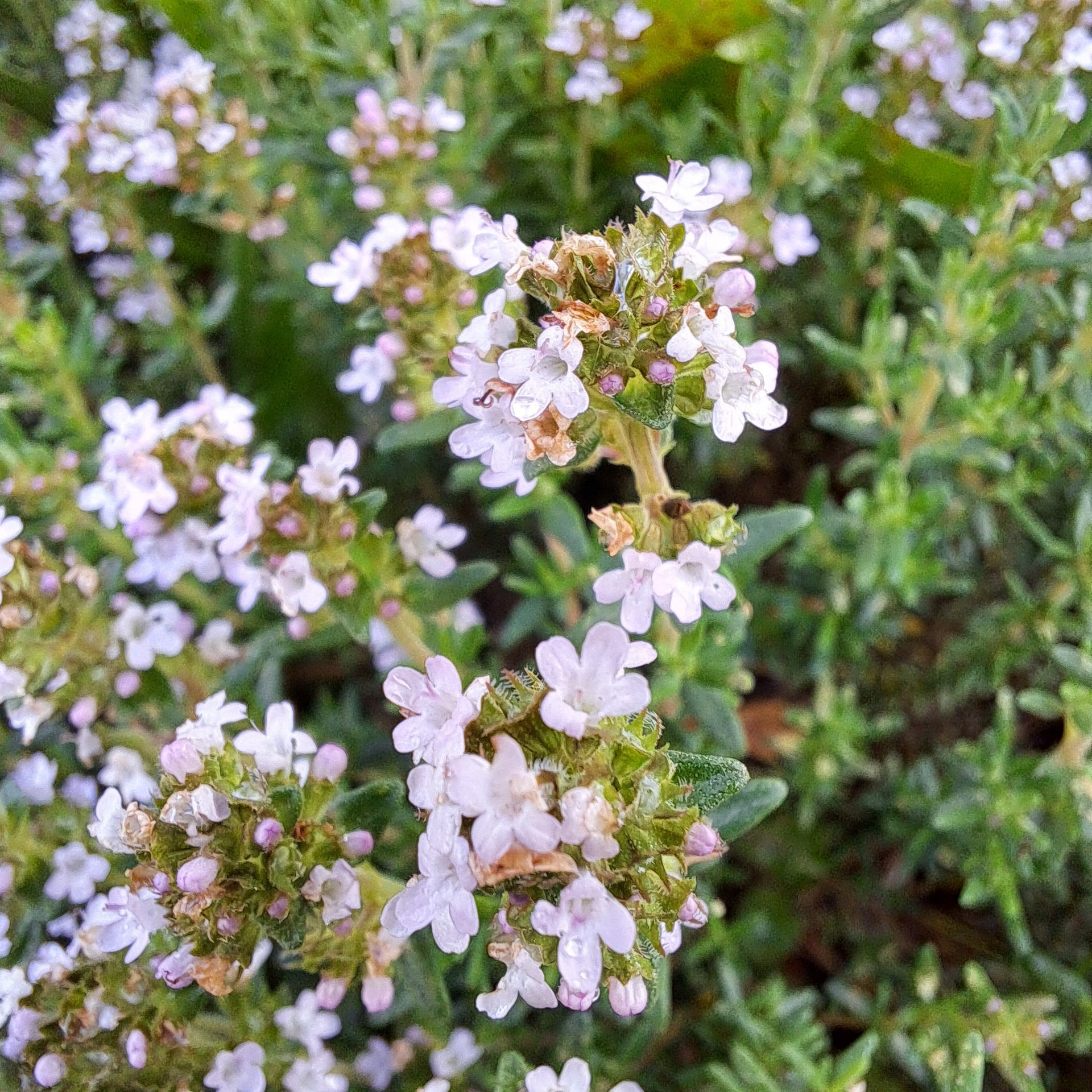 Thym (bouquet frais) - 60g