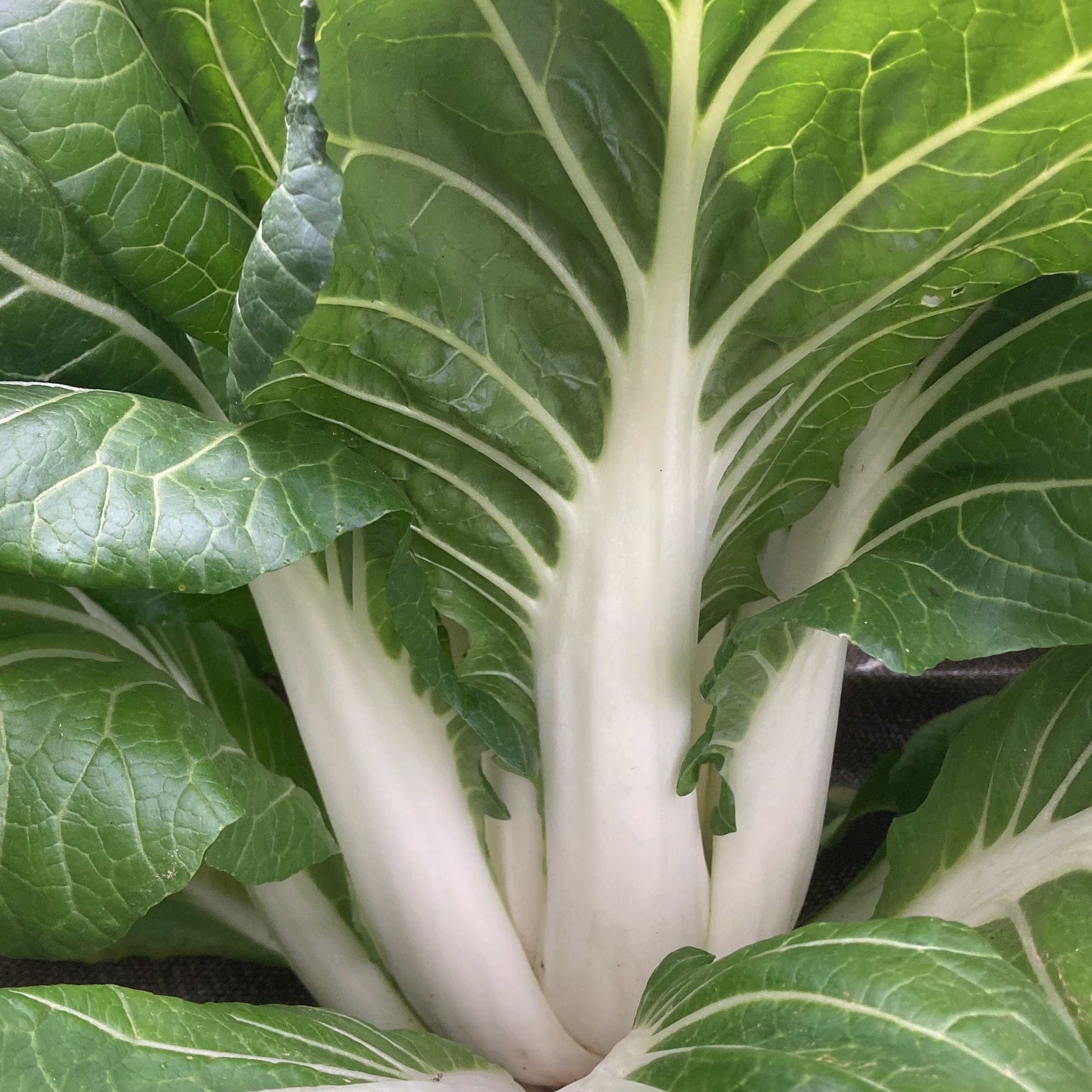 Un Pak Choi (chou chinois)