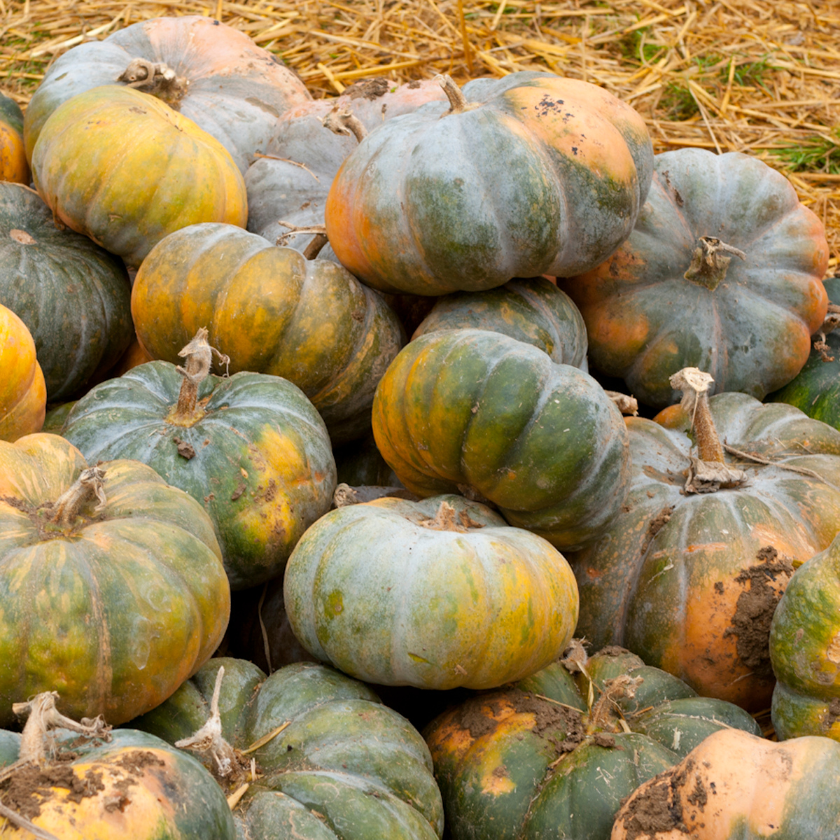 Courge ‘Musquée de Provence'