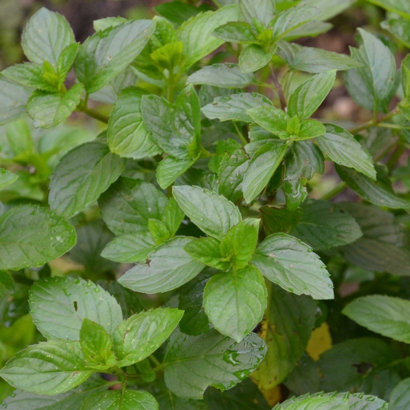 MENTHE BERGAMOTE