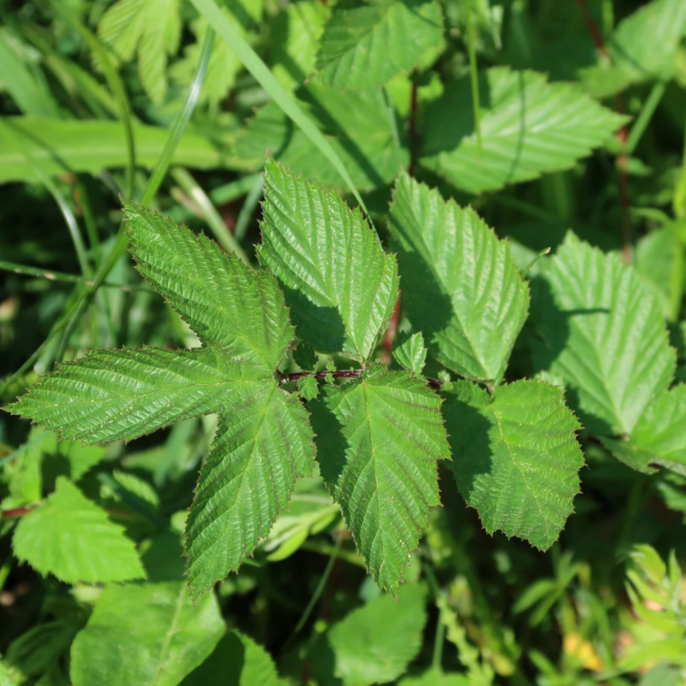 Feuilles de reine des prés (par 10)