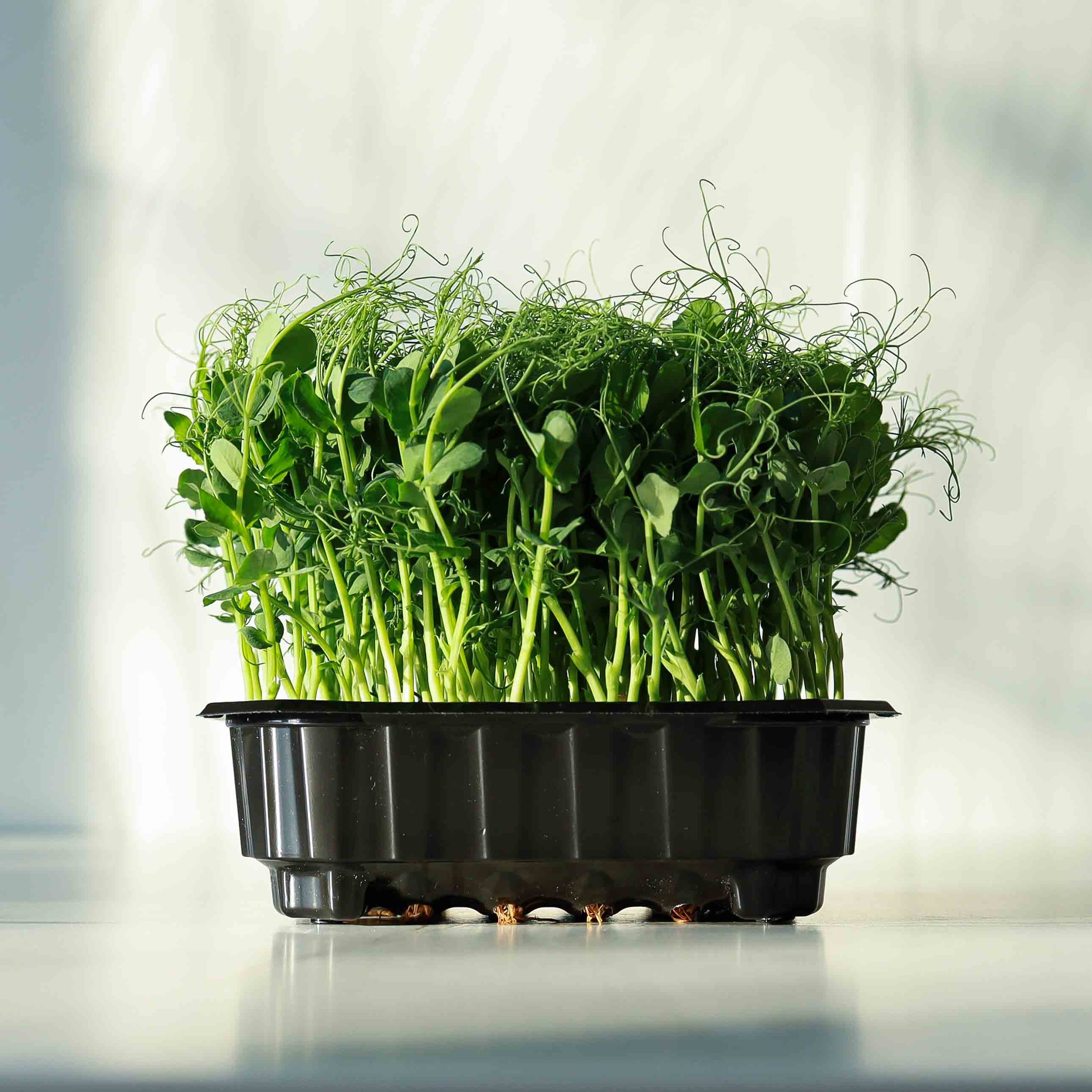 Micro-pousses POIS VERT FOXY