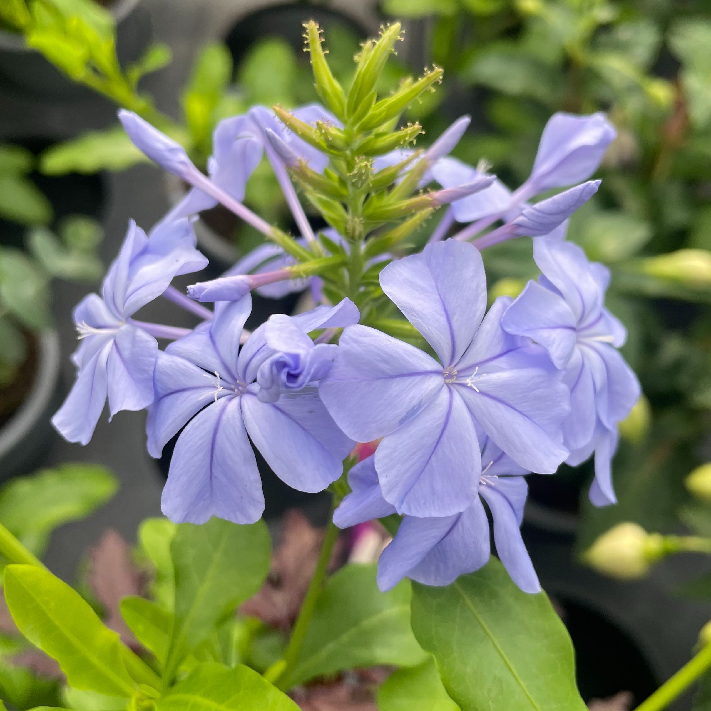 Plumbago Bleu