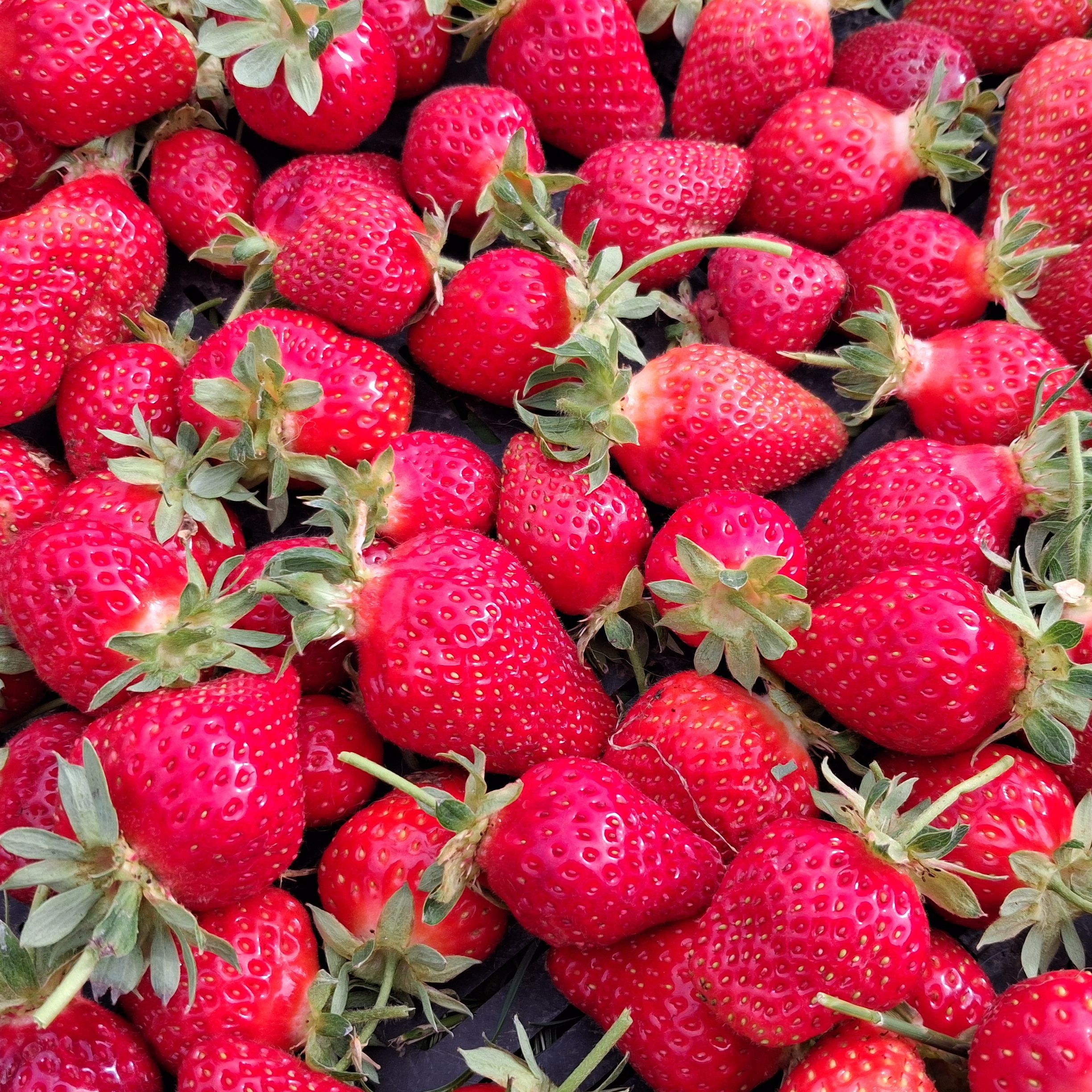 Fraise