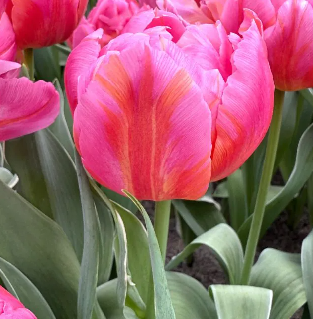 Bulbes tulipes Dotcom - 100g