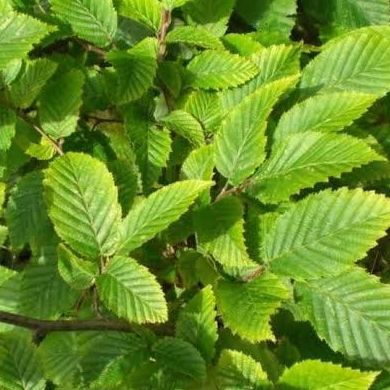 Charme commun - Carpinus betulus