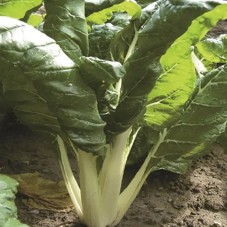 Plant de Blette