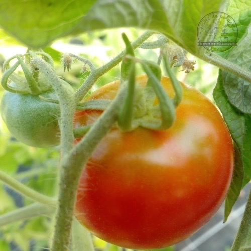 TOMATE Précoce de Quimper Bio